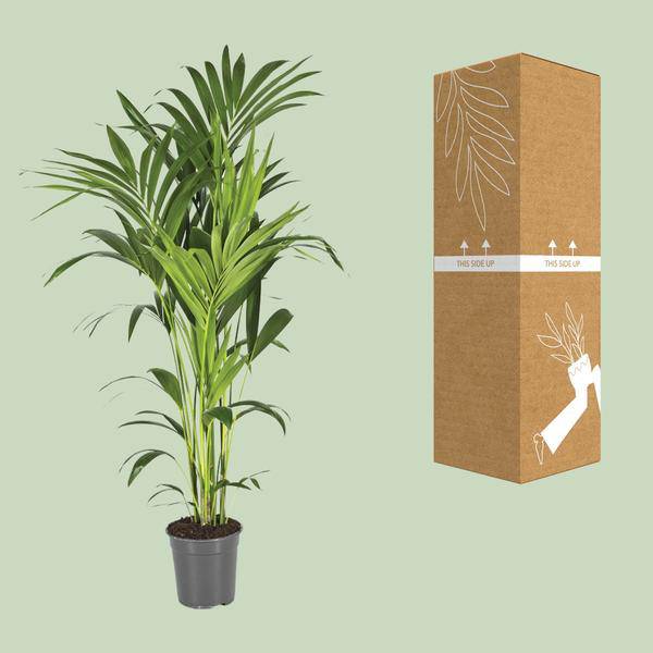 Kentiapalme Howea Forsteriana – Ø21cm – ↕130cm – Pflegeleichte Zimmerpalme mit luftreinigend-2