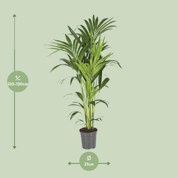 Kentiapalme Howea Forsteriana – Ø21cm – ↕130cm – Pflegeleichte Zimmerpalme mit luftreinigend-1
