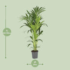 Kentiapalme Howea Forsteriana – Ø21cm – ↕130cm – Pflegeleichte Zimmerpalme mit luftreinigend-1
