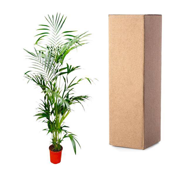Kentia – Palme – Howea forsteriana – Zimmerpflanze – 200cm – Ø24cm – Elegante Grünpflanze für Wohnzimmer, Büro & Wintergarten – Tropische Kübelpflanze-2
