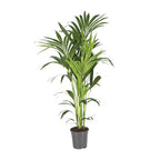 Kentiapalme Howea Forsteriana – Ø21cm – ↕130cm – Pflegeleichte Zimmerpalme mit luftreinigend-0