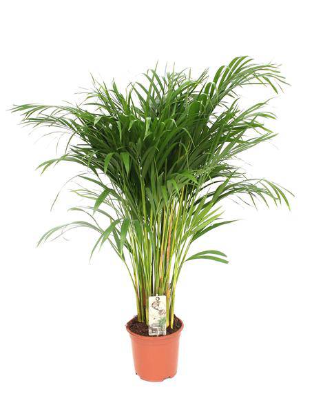 Betelpalme (Dypsis Lutescens) Zimmerpflanze Ø21cm ↕110cm – tropische Grünpflanze für Wohnzimmer, Büro & helle Standorte kaufen-0