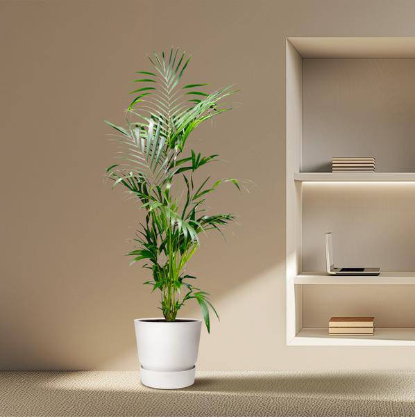 Kentia – Palme – Howea forsteriana – Zimmerpflanze – 200cm – Ø24cm – Elegante Grünpflanze für Wohnzimmer, Büro & Wintergarten – Tropische Kübelpflanze-3