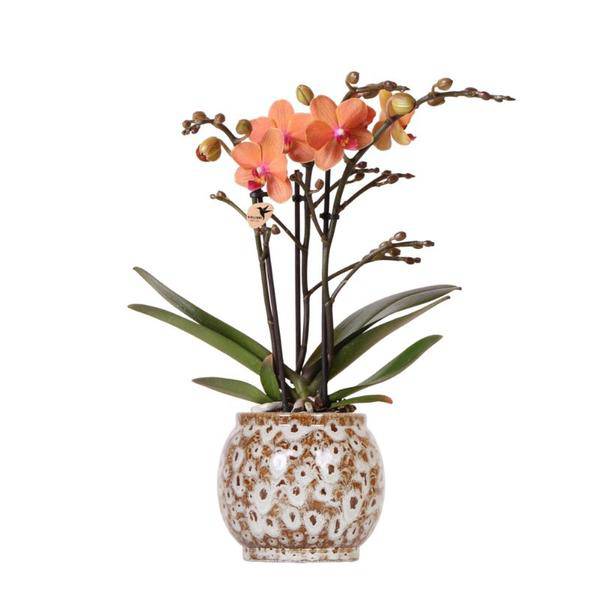 Orange Phalaenopsis Orchidee – Mineral Bolzano – Ø9cm Safari Keramiktopf – Blühende Zimmerpflanze mit 2-3 Zweigen – Elegante Deko für Zuhause & Büro-0
