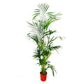 Kentia – Palme – Howea forsteriana – Zimmerpflanze – 200cm – Ø24cm – Elegante Grünpflanze für Wohnzimmer, Büro & Wintergarten – Tropische Kübelpflanze-0