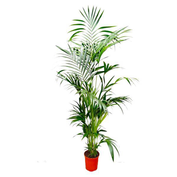 Kentia – Palme – Howea forsteriana – Zimmerpflanze – 200cm – Ø24cm – Elegante Grünpflanze für Wohnzimmer, Büro & Wintergarten – Tropische Kübelpflanze-0