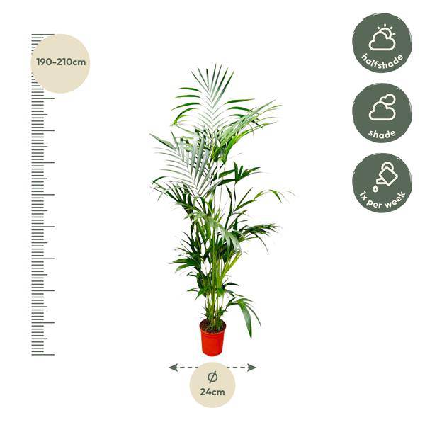 Kentia – Palme – Howea forsteriana – Zimmerpflanze – 200cm – Ø24cm – Elegante Grünpflanze für Wohnzimmer, Büro & Wintergarten – Tropische Kübelpflanze-1