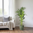 Kentiapalme Howea Forsteriana – Ø21cm – ↕130cm – Pflegeleichte Zimmerpalme mit luftreinigend-3